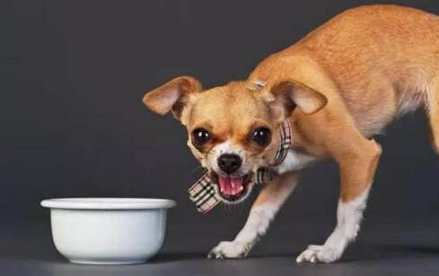 養佛蘭德牧牛犬要注意什么