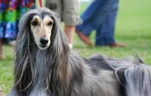 阿富汗犬為什么都禁養
