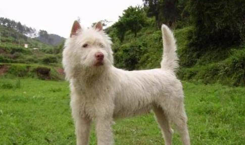 怎么挑選好的下司犬幼犬又可以