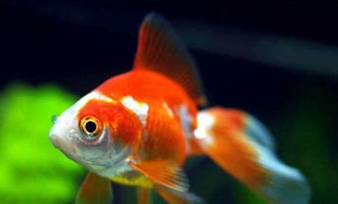斗魚卵多久孵化出小魚