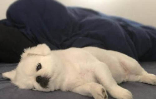 狗狗缺少安全感怎么辦