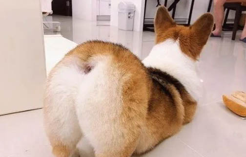 成年大柯基犬圖片多重多大