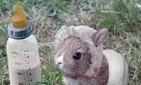 怎么看出兔子配沒配上
