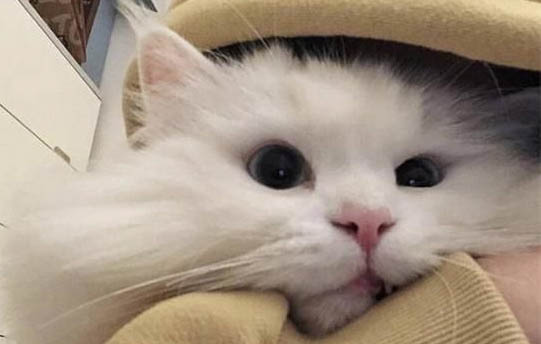 貓咪抑郁能自愈嗎?