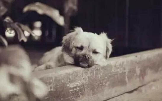 幼犬需要擠肛門腺的嗎