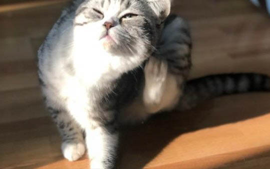 貓咪一天要吃多少貓糧