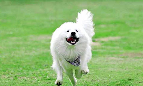 薩摩耶成犬一天吃多少