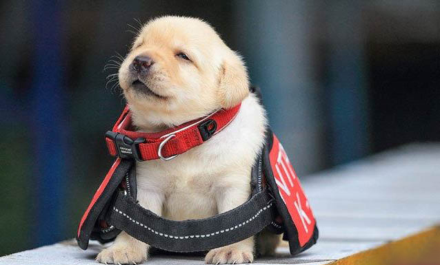 幼犬狗瘟會有哪些癥狀