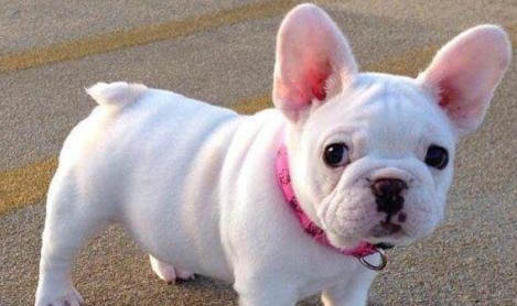法國斗牛犬跟柯基犬哪個好