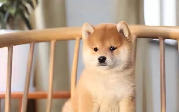柴犬為什么那么貴？