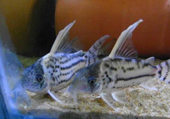 琵琶鼠魚好養(yǎng)嗎