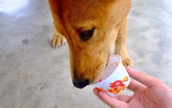 有沒有小狗懷孕流綠色分泌物