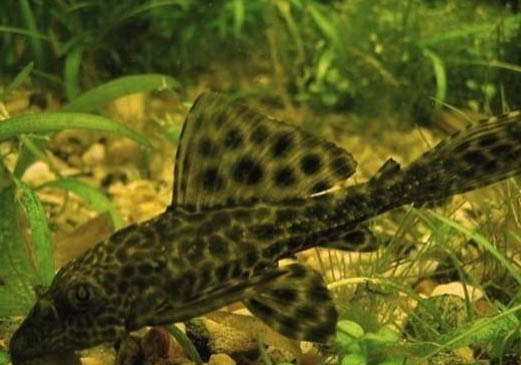 清道夫是什么魚?