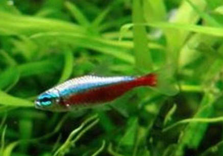熱帶魚消化不良怎么辦