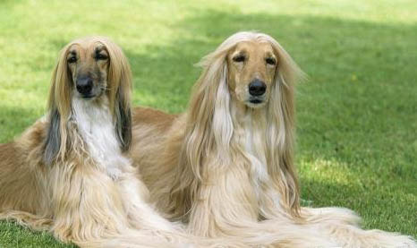 美國水獵犬優缺點