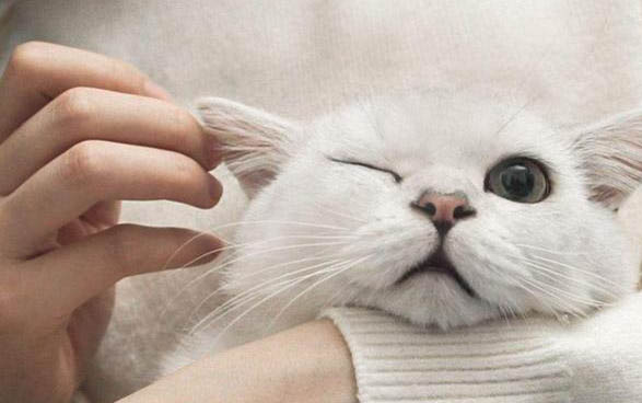 貓咪口臭怎么辦