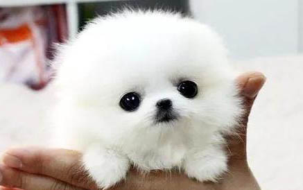 茶杯犬哪里有賣