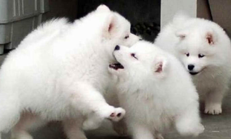 為什么狗狗怕水不敢出門呢