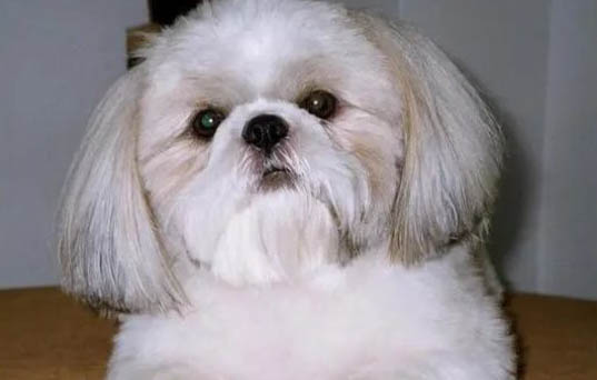 為什么沒有人養西施犬