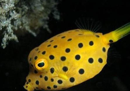家里養(yǎng)魚水渾怎么處理