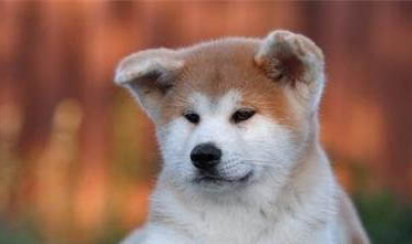 秋田犬和柴犬哪個貴