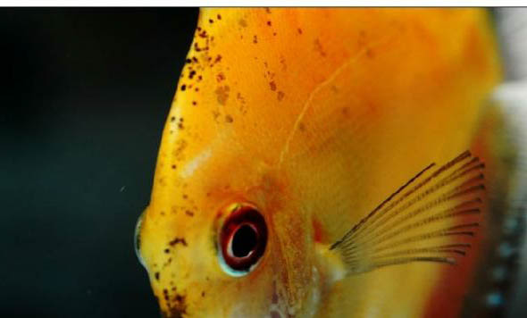 魚會(huì)不會(huì)睡覺(jué)