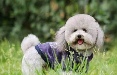為什么狗狗一直掉毛