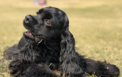 可卡犬和金毛的區別