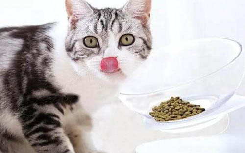 怎么讓貓咪長胖一點