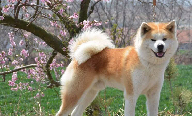 500元買個柴犬可能嗎
