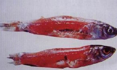 米奇魚能和什么魚混養