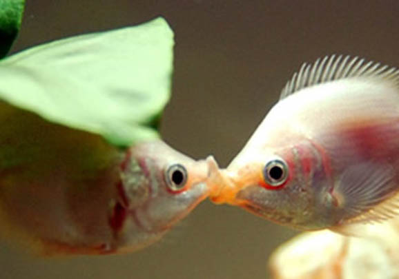 黑魚缸養魚有講究嗎?