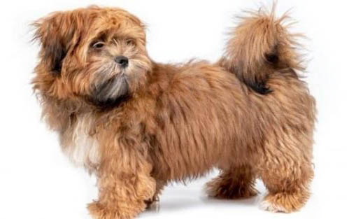 狗狗有犬瘟熱的前兆要注意什么