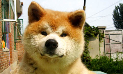 秋田犬和柴犬哪個好