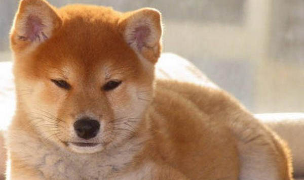 自制柴犬狗糧的做法有哪些