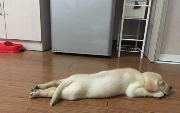 6歲的狗狗還能生育嗎