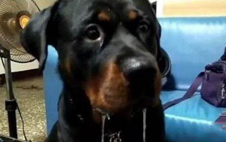 中國沙皮犬口吐白沫是什么原因