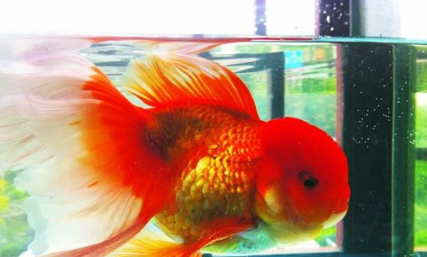 玻璃貓魚可以和燈科魚混養(yǎng)么?