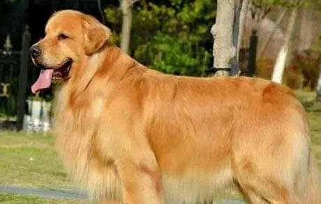 金毛犬不能吃什么水果