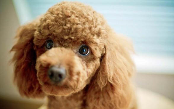 泰迪狗狗懷孕初期征兆有哪些