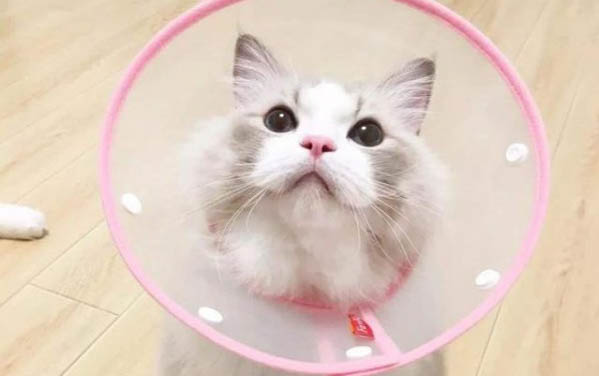 為什么貓咪會得貓蘚呢