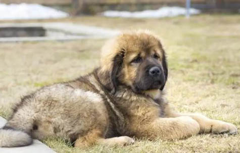 哪里有藏獒幼犬出售