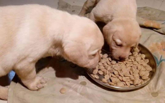 幼犬可以吃桃子嗎