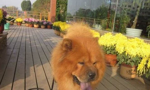 狗狗能吃花生嗎熟的