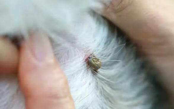 3個月的狗感冒了可以吃人吃的藥么