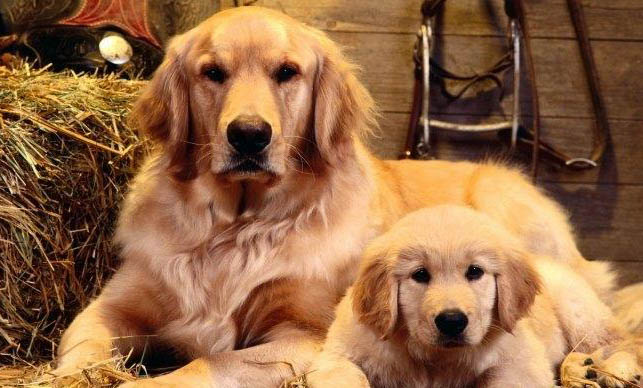 如何養好金毛犬