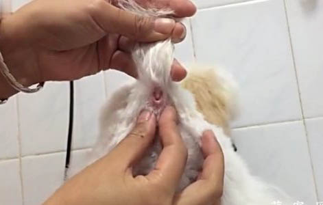 狗狗神經性犬瘟抽搐吃什么藥