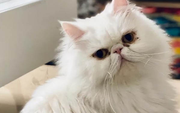 兩個月大的小貓可以喝牛奶嗎?