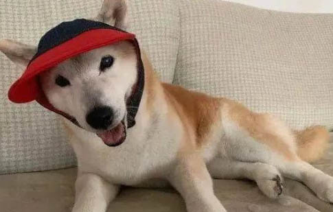 狗狗懷孕多久奶腺下垂