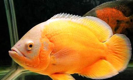 地圖魚氣泡病怎么治療?